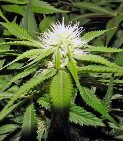 OG Kush fem сорт марихуаны 