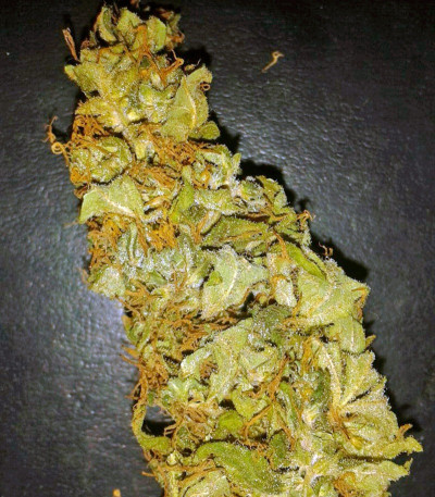 Big Bang fem (Green House Seeds) семена конопли