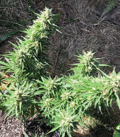 Critical Neville Haze Auto fem (Delicious Seeds) семена конопли