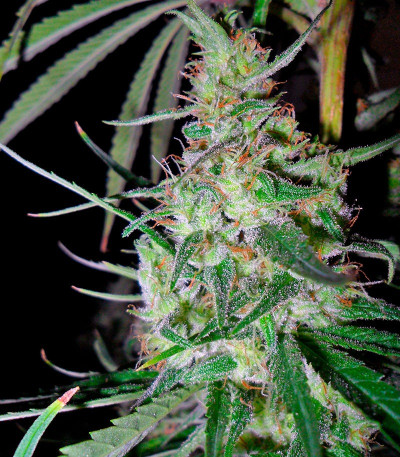 Hawaiian Snow fem (Green House Seeds) семена конопли