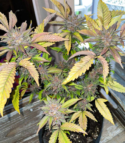 Still Bubba fem (AlphaFem Seeds) семена конопли
