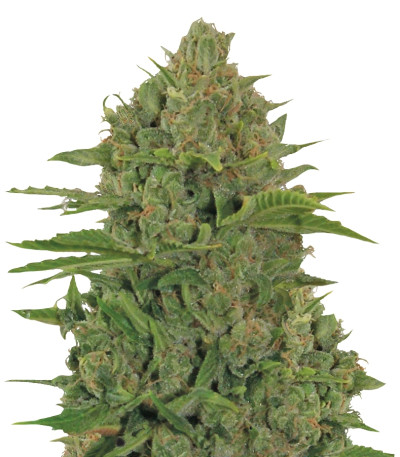 Critical Kush Auto fem (Barney's Farm) семена конопли
