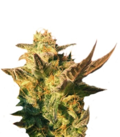Speedy Gonzales Auto (Speedy Boom Auto) fem семена конопли