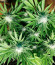 Cookies Haze fem (Kannabia) семена конопли