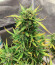 Wedding Cake fem (Barney's Farm) семена конопли