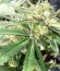 Auto White Widow x Big Bud fem (Female Seeds) семена конопли