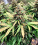 Bruce Banner Auto (Monster Genetics) семена конопли