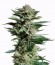 Patagonia fem (Trikoma Seeds) семена конопли