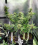 Auto American Pie fem (Pyramid Seeds) семена конопли