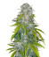 Indica Mix fem (Herbies Seeds) микс семян конопли