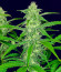 Papaya Cookies Auto fem (FastBuds) семена конопли