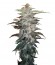White Widow fem (Nirvana Seeds) семена конопли