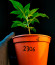Apple Strudel Auto fem (FastBuds) семена конопли