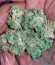 Kilimanjaro fem (World of Seeds) семена конопли