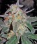Семена каннабиса King’s Kush Auto