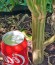 Wonder Woman reg (Nirvana Seeds) семена конопли