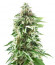 Cookies Haze fem (Kannabia) семена конопли