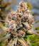 Frostbanger Auto F4 fem (FastBuds) семена конопли