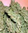 Gnomo Auto fem (Kannabia Seed Company) семена конопли