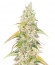 Original Jack Herer Auto fem (FastBuds) семена конопли