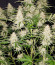 Original Jack Herer Auto fem (FastBuds) семена конопли