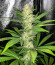 Monster Pebbles (Monster Genetics) семена конопли