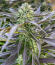 Purple Punch F1 fem (Seedkeepers) семена конопли