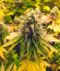 Gorilla Glue #4 fem (Original Sensible Seeds) семена конопли