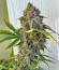 Orange President Auto fem (FastBuds) семена конопли