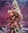 Yumbolt 47 fem (World of Seeds) семена конопли