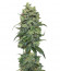 Cookies Gelato fem (Royal Queen Seeds) семена конопли