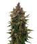 Frostbanger Auto F4 fem (FastBuds) семена конопли