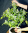 DC Cure 1:1 Auto CBD fem (Doctor’s Choice) семена конопли