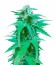 Купить семена марихуаны Pineapple Express auto в оригинальной упаковке