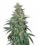 South African Kwazulu fem (World of Seeds) семена конопли