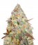 Chocodope fem (Victory Seeds) семена конопли