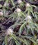 Auto Anesthesia fem (Pyramid Seeds) семена конопли