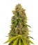 Kali & the Chocolate Factory fem (KFC Seeds) семена конопли