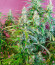 Animal Face Auto fem (Cali Buds Seeds) семена конопли