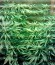 Domina Haze fem семена конопли
