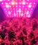 Bubblelicious Automatic fem (Nirvana Seeds) семена конопли