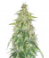 Original Auto Critical fem (FastBuds) семена конопли