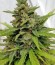 Auto White Widow x Big Bud fem (Female Seeds) семена конопли