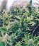 Strawberry Blue fem (World of Seeds) семена конопли