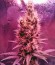 Yumbolt 47 fem (World of Seeds) семена конопли