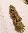 Auto American Pie fem (Pyramid Seeds) семена конопли