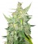 Auto White Widow x Big Bud fem (Female Seeds) семена конопли