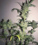 Auto American Pie fem (Pyramid Seeds) семена конопли