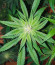 Bay Burger fem (Delicious Seeds) семена конопли