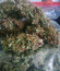 AK-77V fem (Victory Seeds) семена конопли